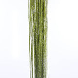 13 Colors Vogue Curtain